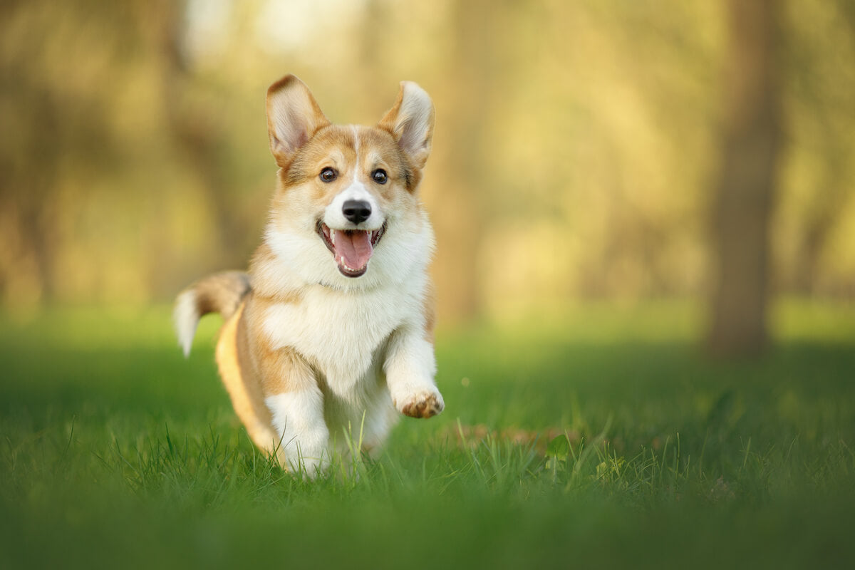 Corgi Life Expectancy, Common Health Problems, and Care Tips - The ...