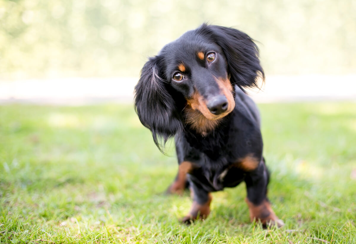 are long haired wiener dogs hypoallergenic