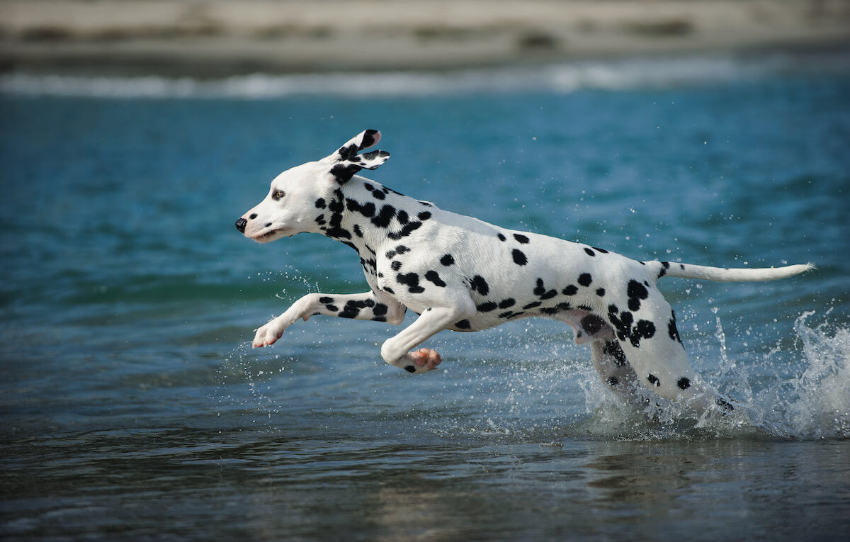 are dalmatians good running dogs