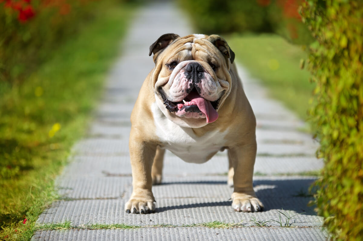 how much does a english bulldog eat per day