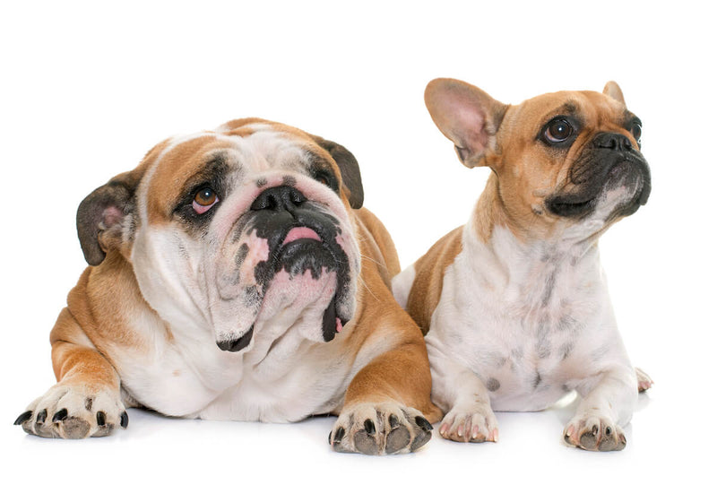 French Bulldog vs. English Bulldog: What's the Difference? - The Native Pet