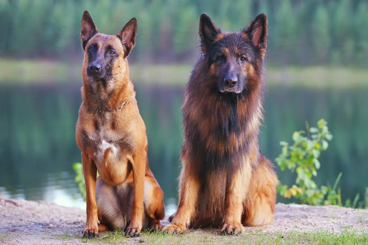 Large Breed Comparison: German Shepherd Vs. Belgian Malinois – The Native  Pet