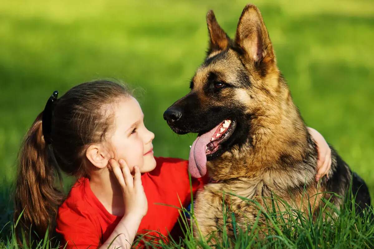 are female german shepherds more protective