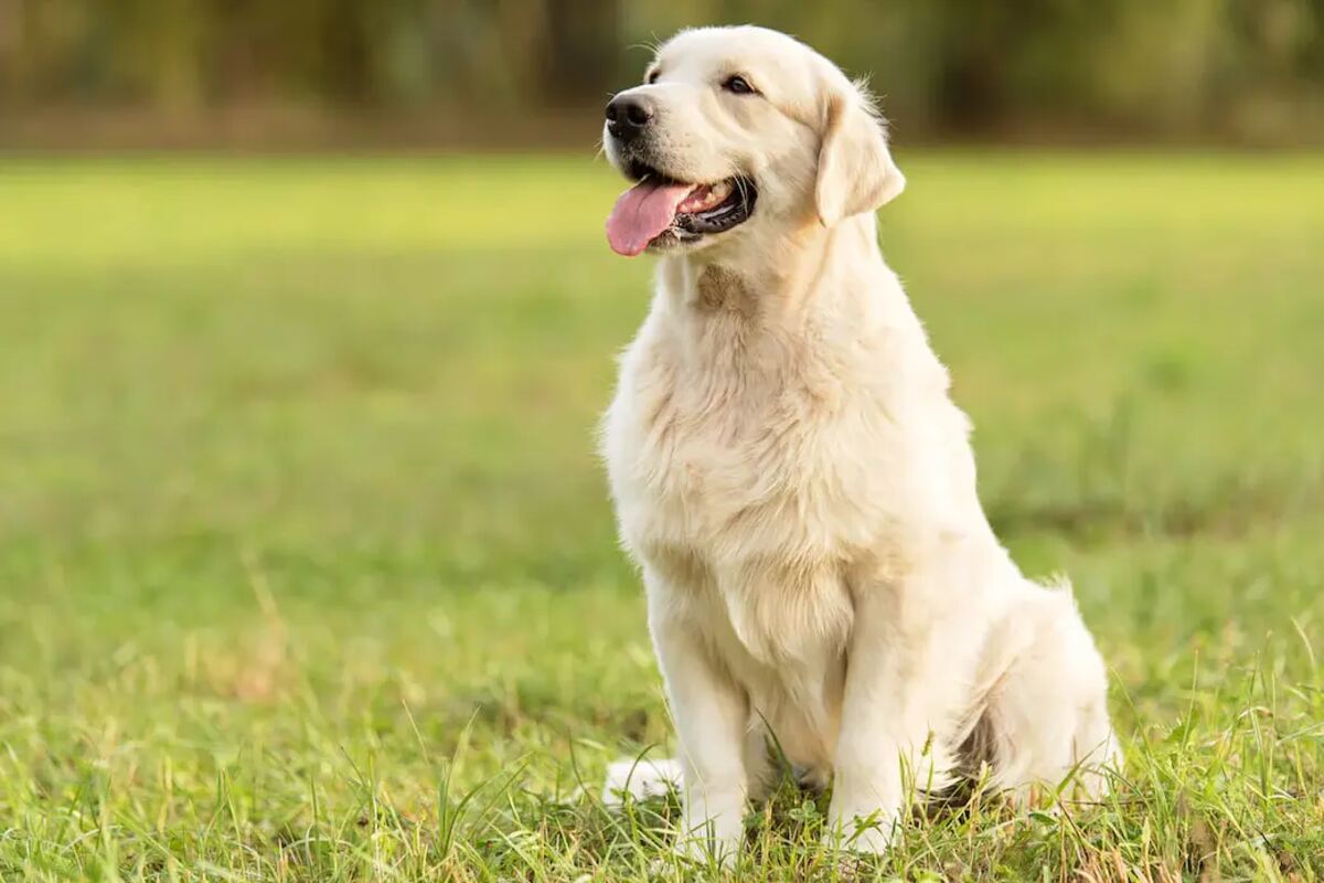 are golden retrievers good family dogs