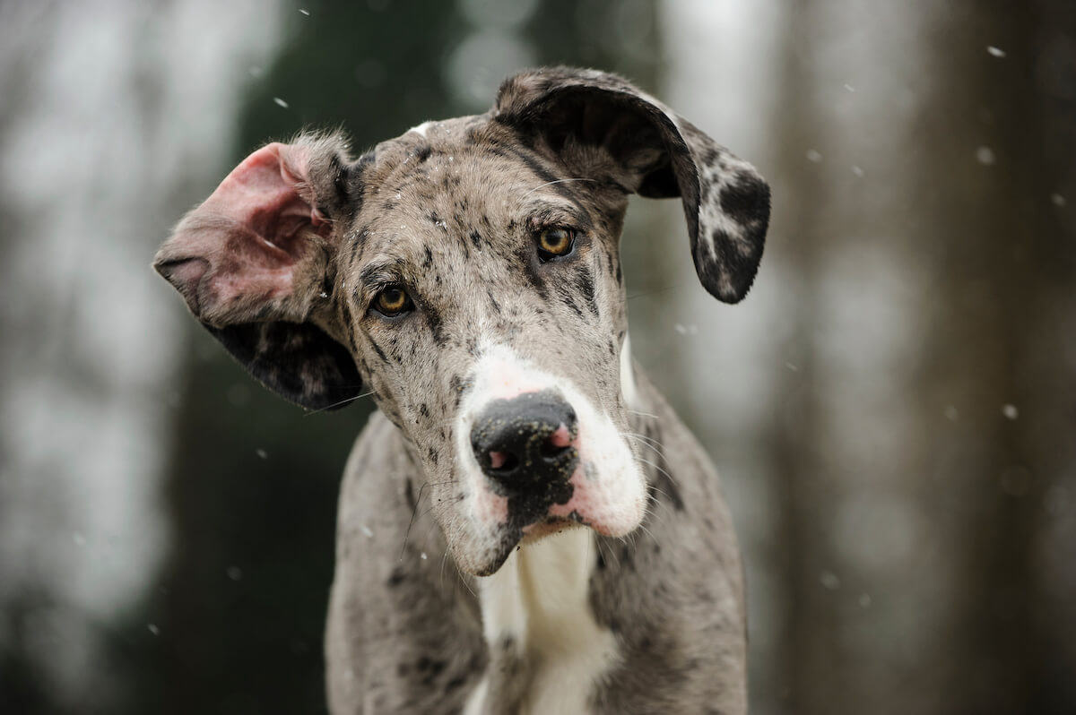 when should i start training my great dane puppy