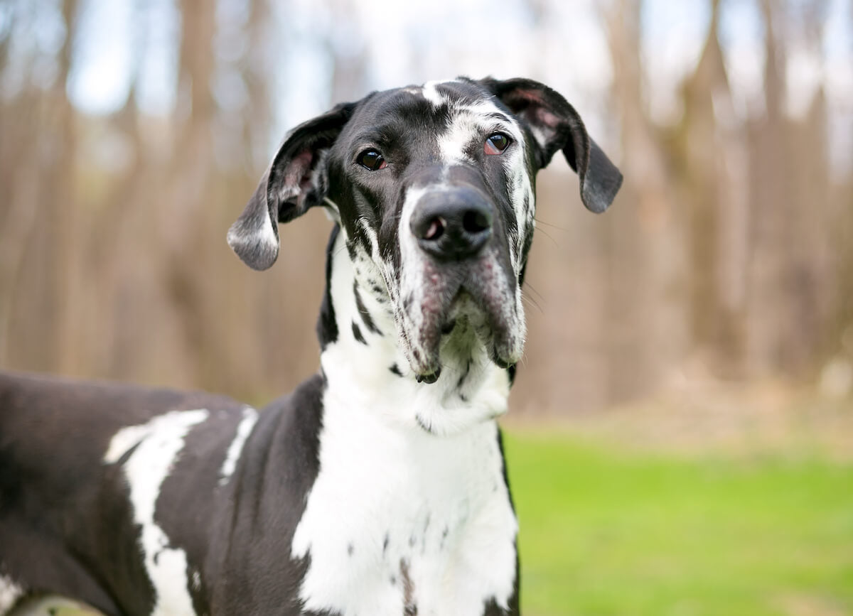 is a great dane a good pet