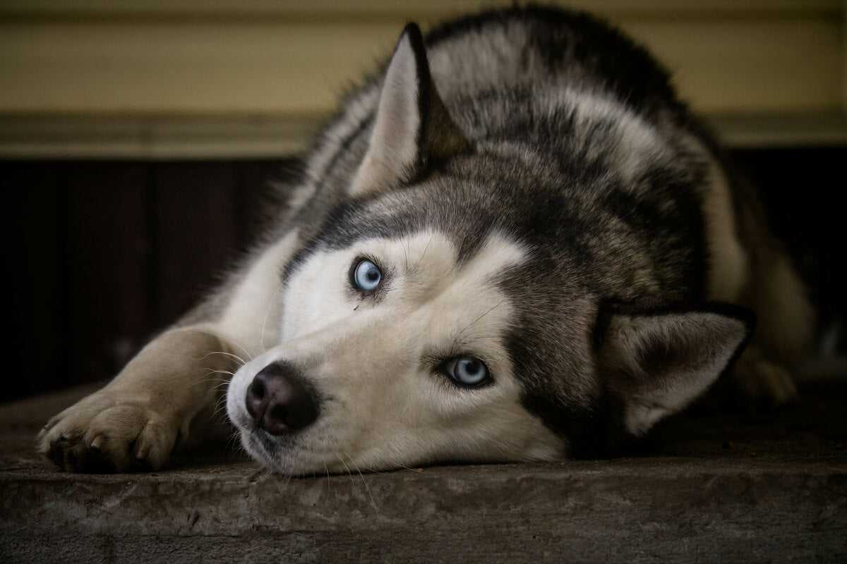 are huskies protective of babies