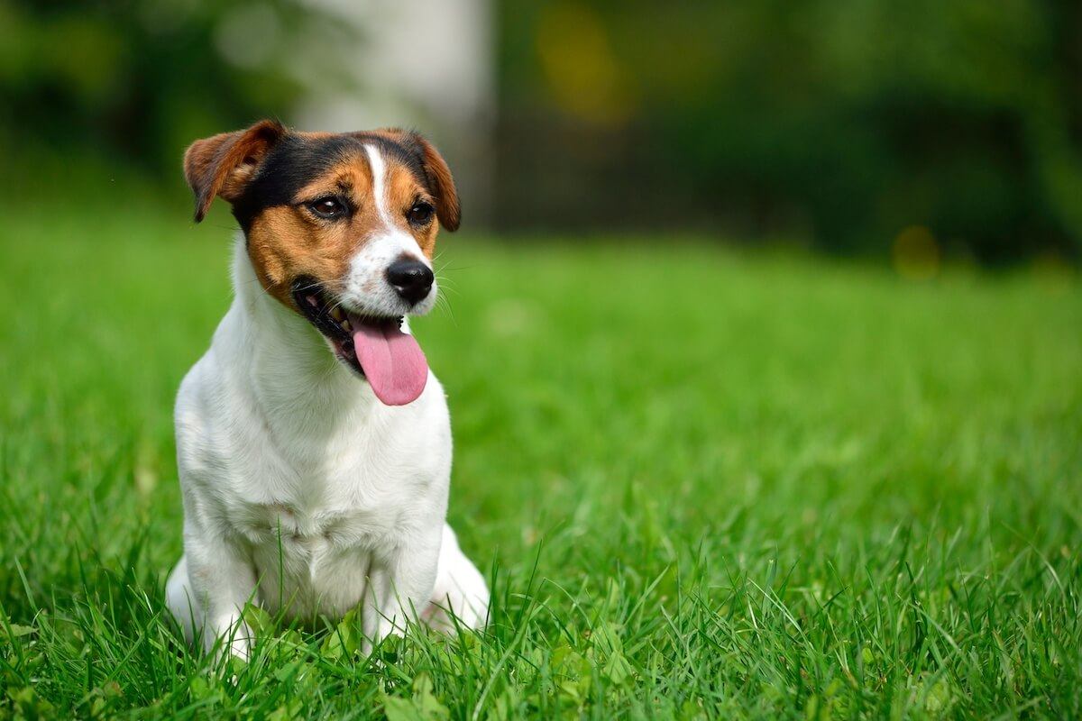 Top Regan Assortiment What's the Average Jack Russell Terrier Lifespan? – The Native Pet