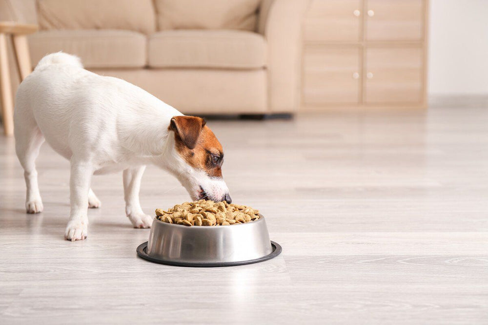 can high fiber diet cause constipation in dog