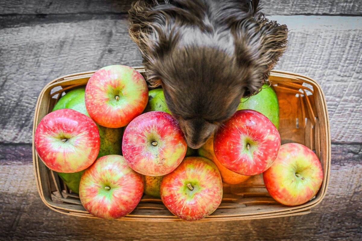 what kind of apples do dogs like