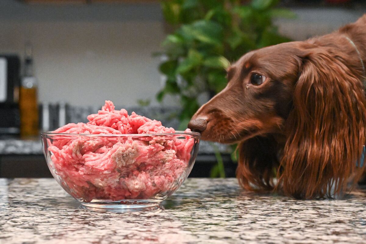 can i give raw meat to my dog
