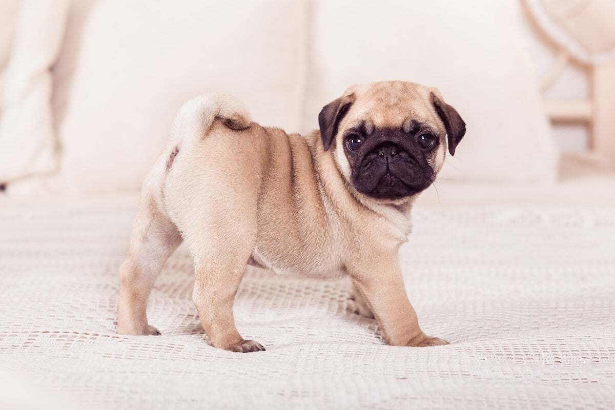 What Is the Pug Lifespan and What Health Issues Affect It? – The Native Pet