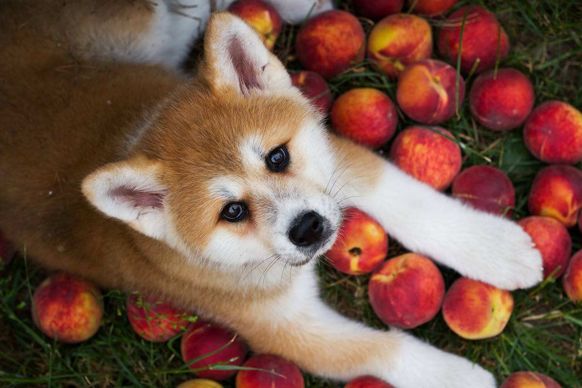 are peaches safe for dogs to eat