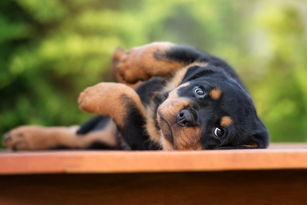 what age is the oldest rottweiler