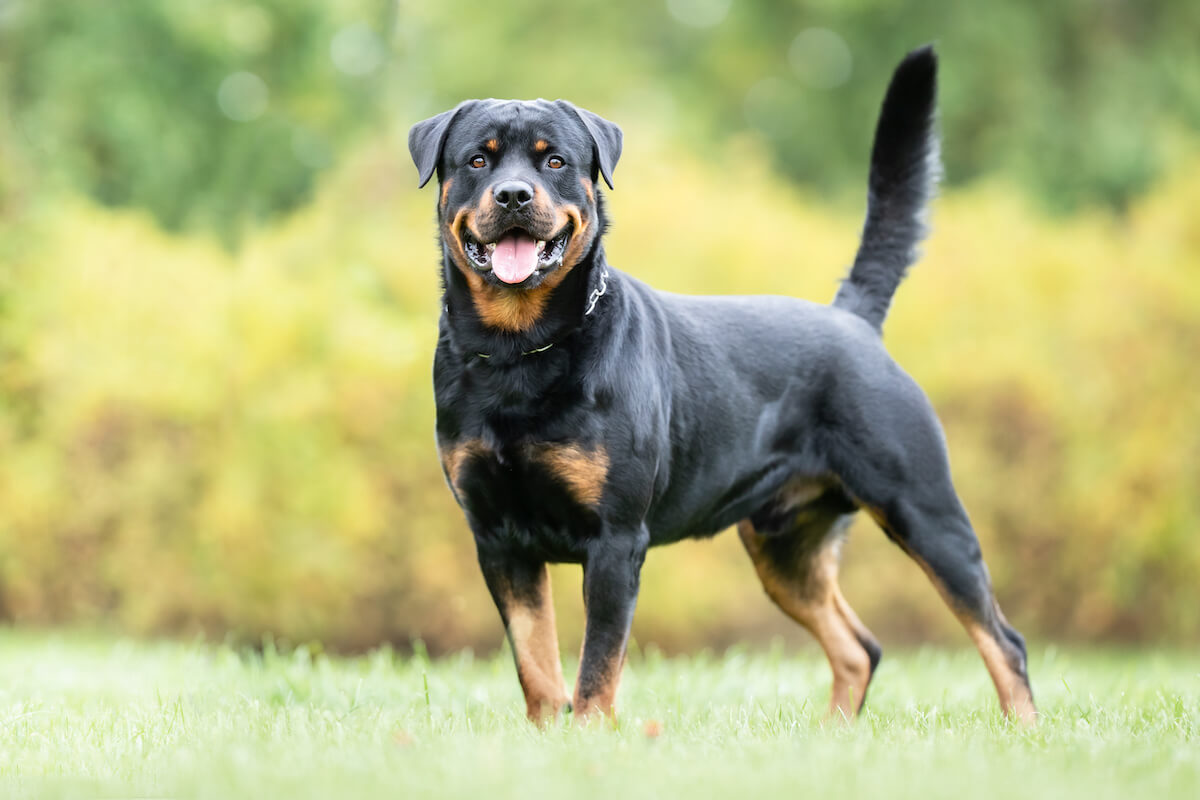 are rottweilers bad for everyone