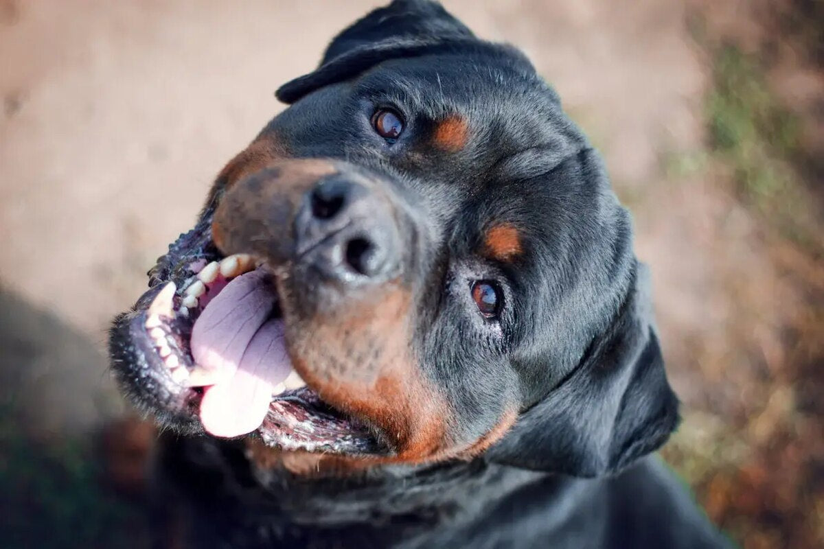 are rottweilers bad for everyone