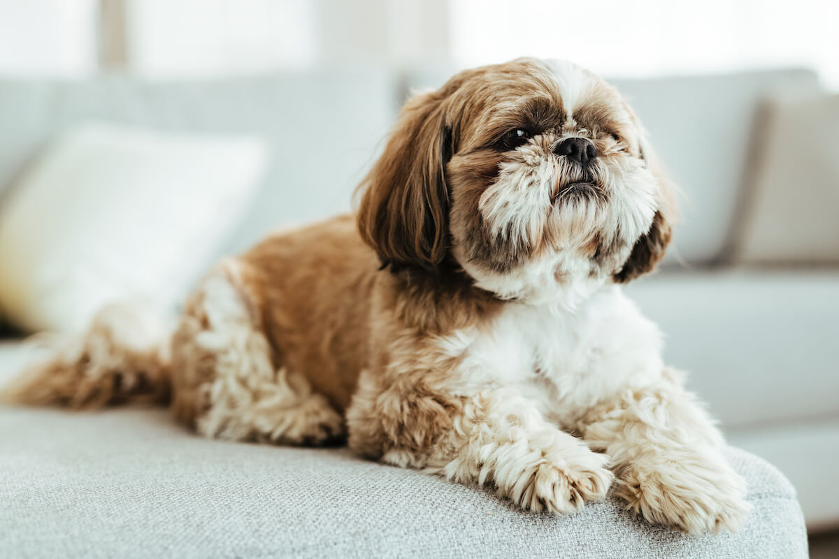 3 Ways to Take Care of a Shih Tzu  with Video