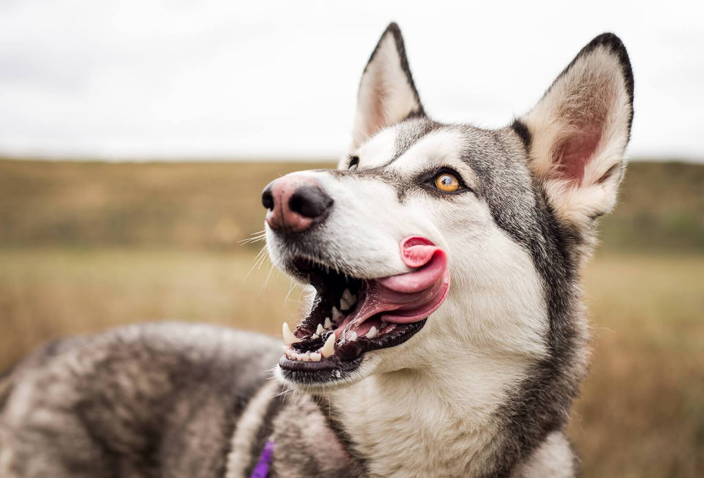 why is my dog tongue slimy