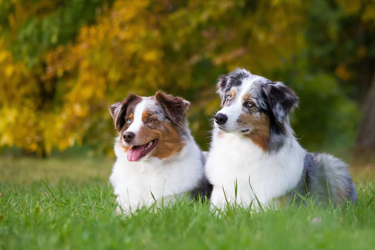 are australian shepherds prone to food allergies