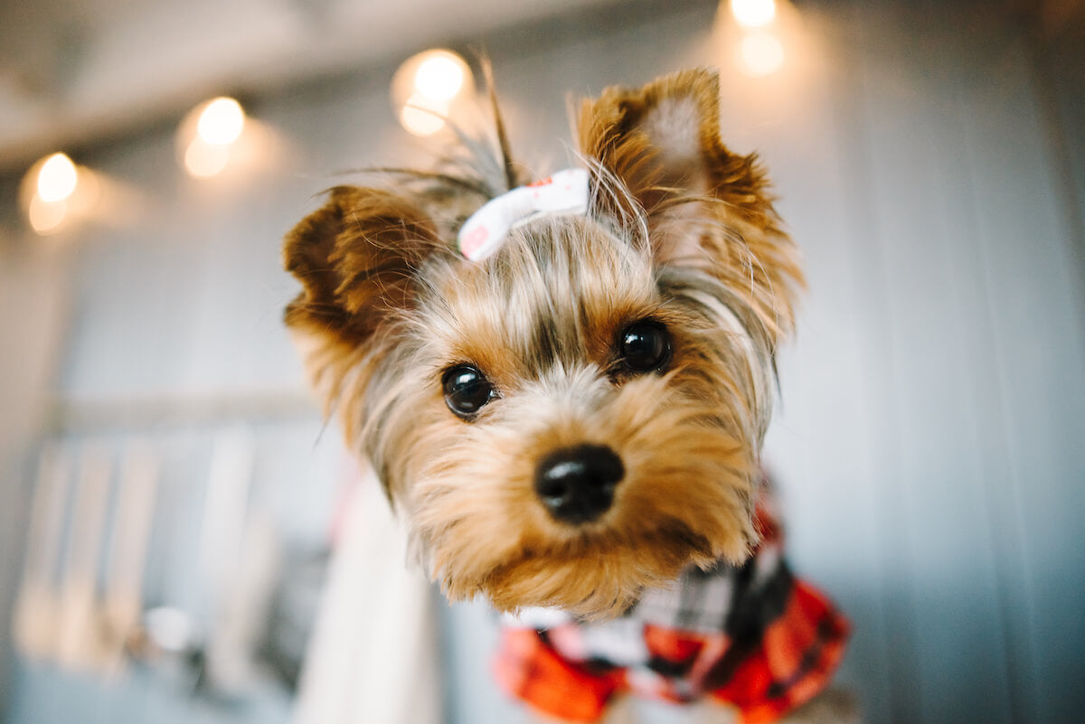 are yorkie yorkshire terrier maltese dogs non shedders