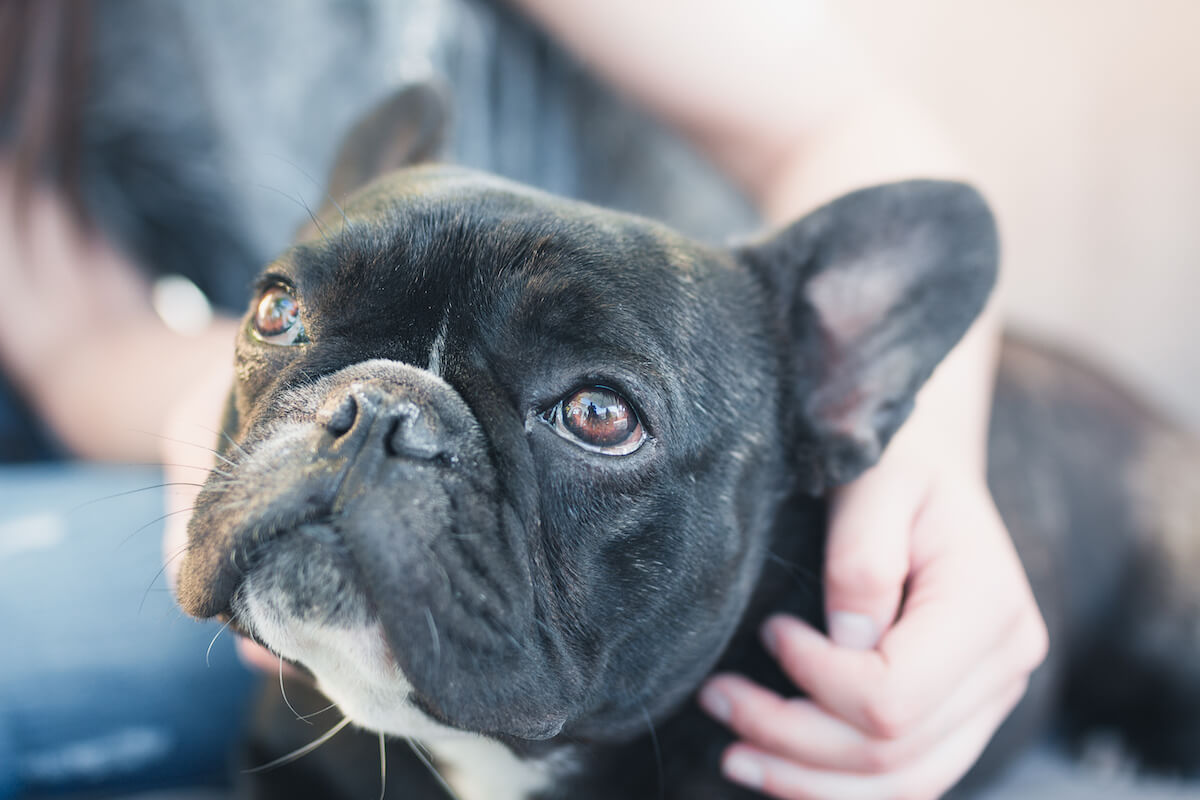 How Long Do Frenchies Live? French Bulldog Lifespan 101 - The Native Pet
