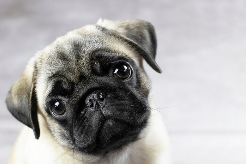 what shots do pug puppies need