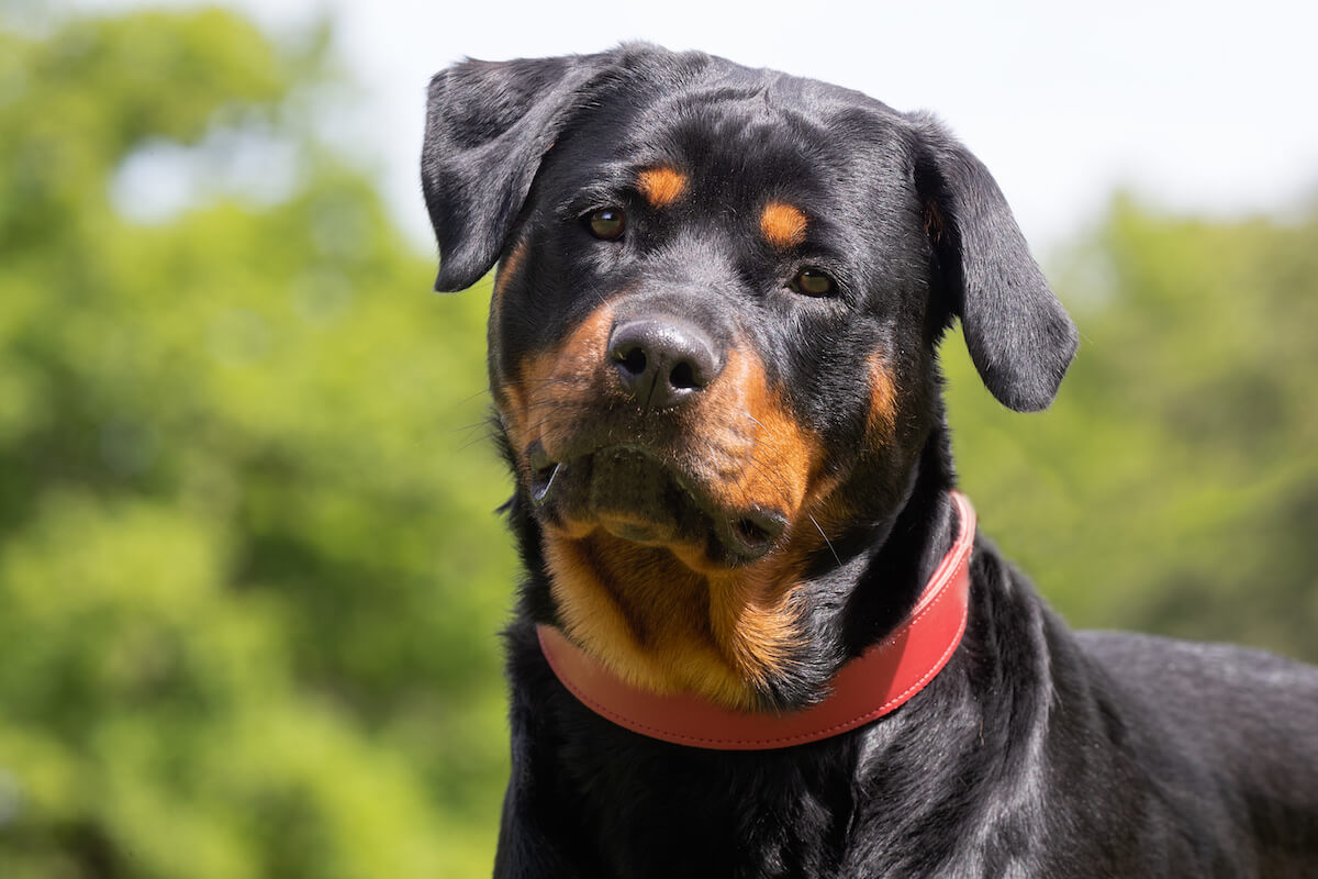 Do Rottweilers Shed? Plus, Tips for Coat Care and Cleaning – The ...