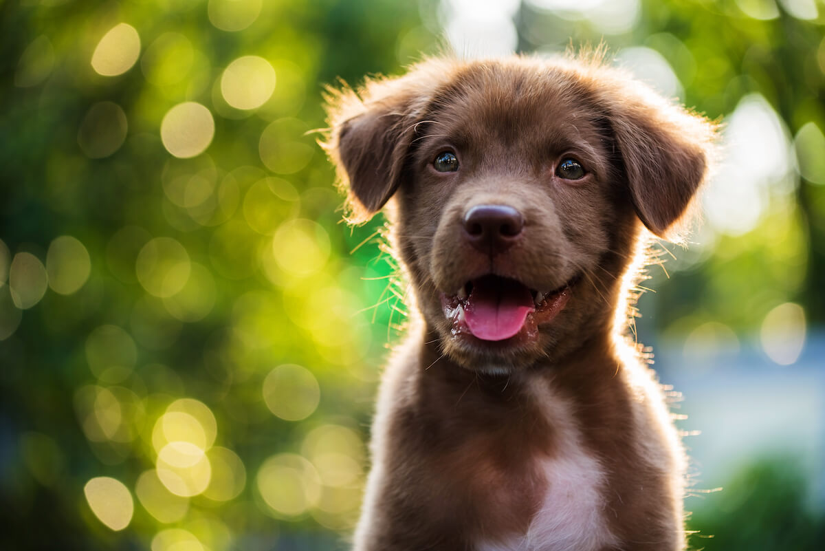 can dogs eat spinach