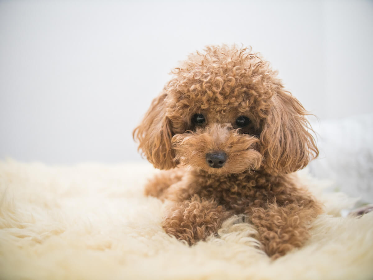 do hypoallergenic dogs shed