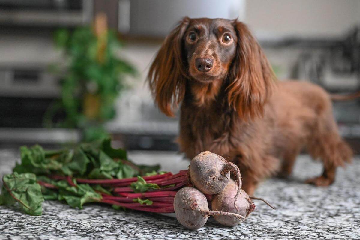 are red beet safe for dogs to eat