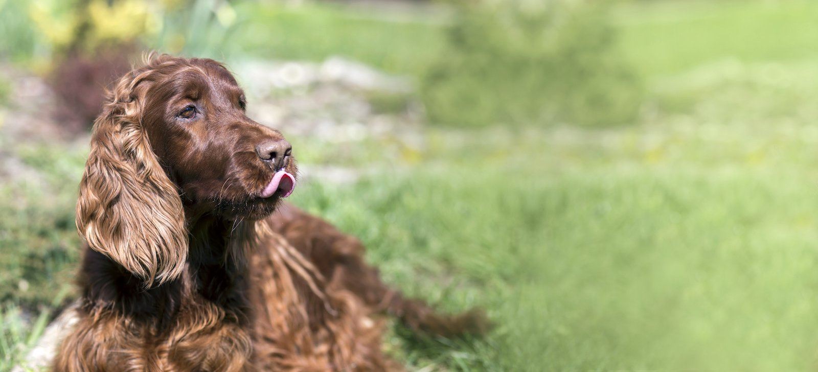 why does a poodle lick the air constantly