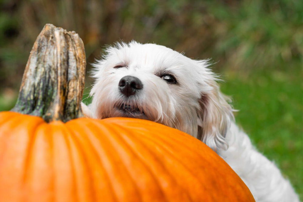 how much canned pumpkin do you give a puppy