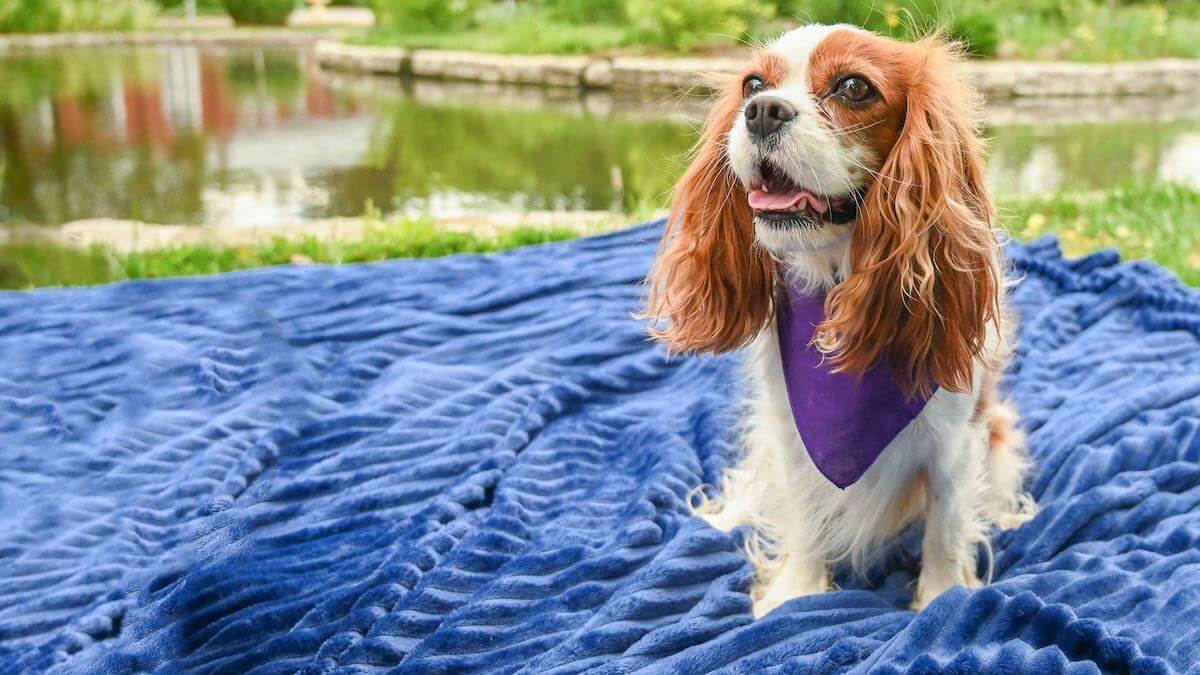 can dogs with pancreatitis eat pumpkin