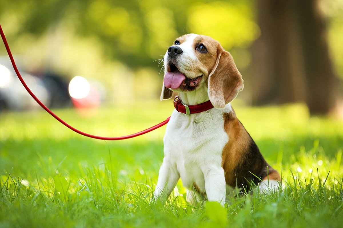 what does it mean when a dog throws up blood and poops blood