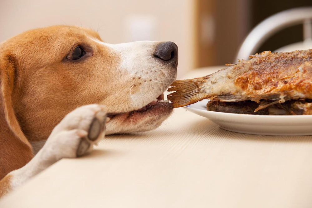 what kinds of fish can dogs eat