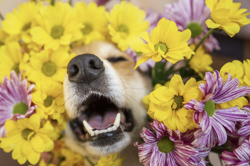will benadryl help a dog with flea allergies