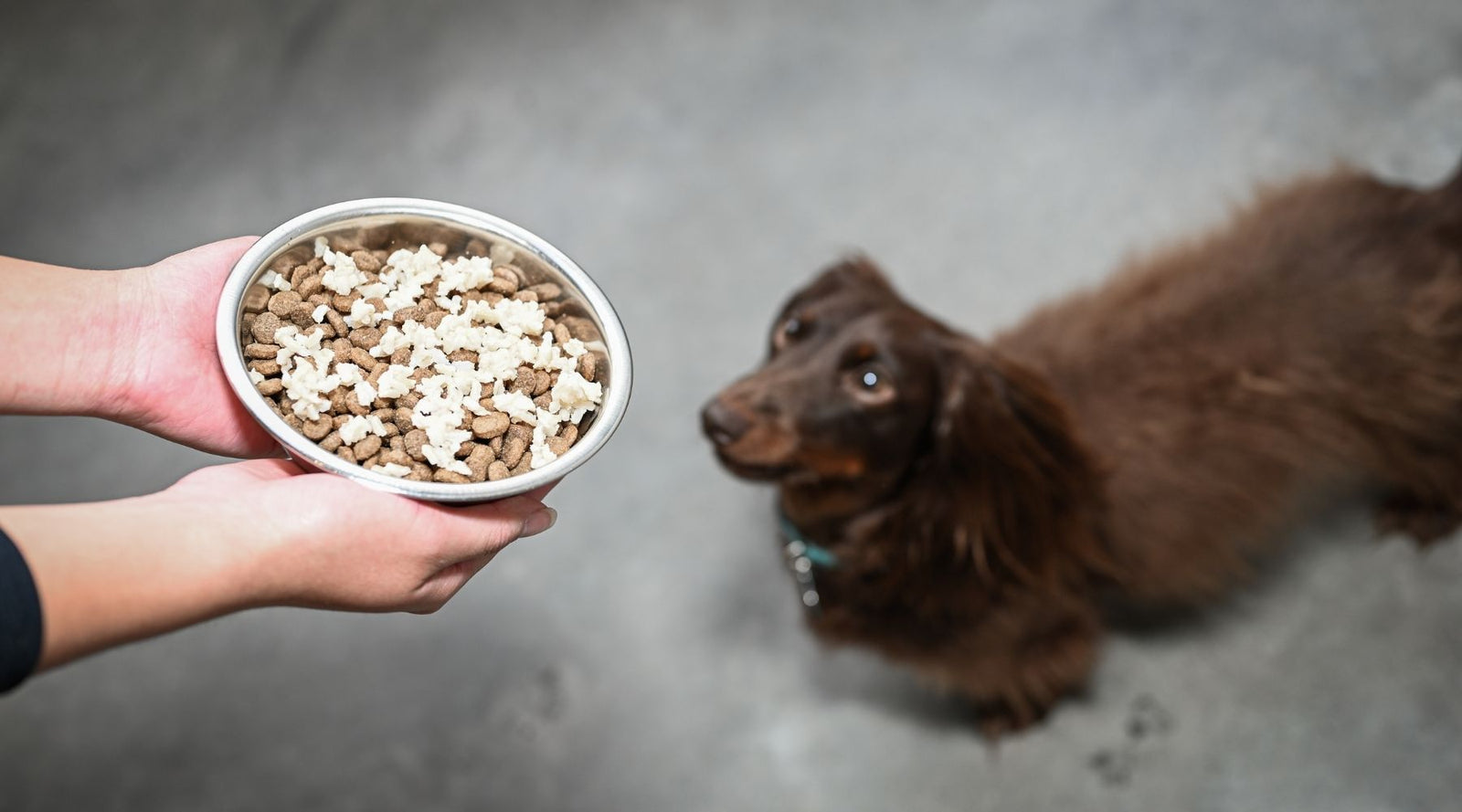 can you feed dogs chicken and rice everyday