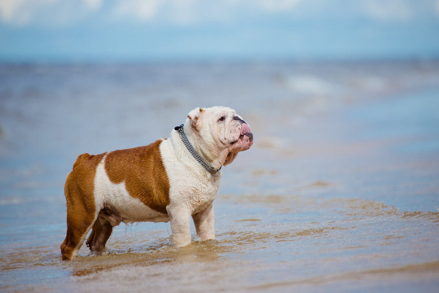 Why Do English Bulldog Skin Bumps Suddenly Appear The Native Pet