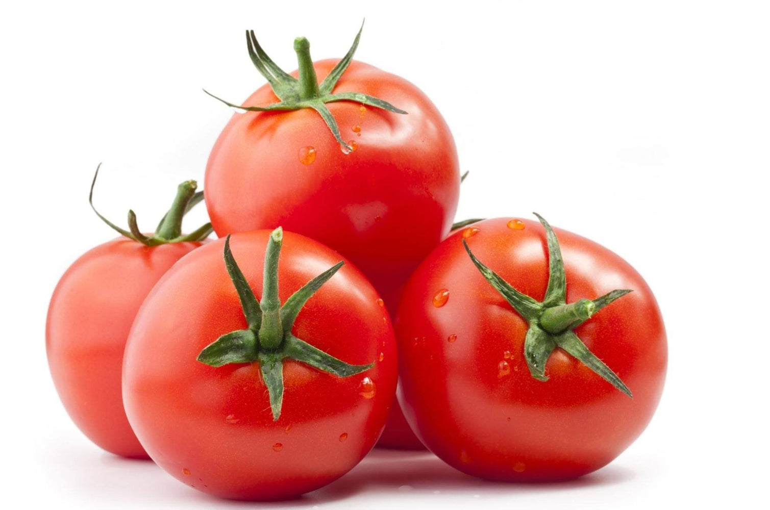 are tomato plants safe for dogs