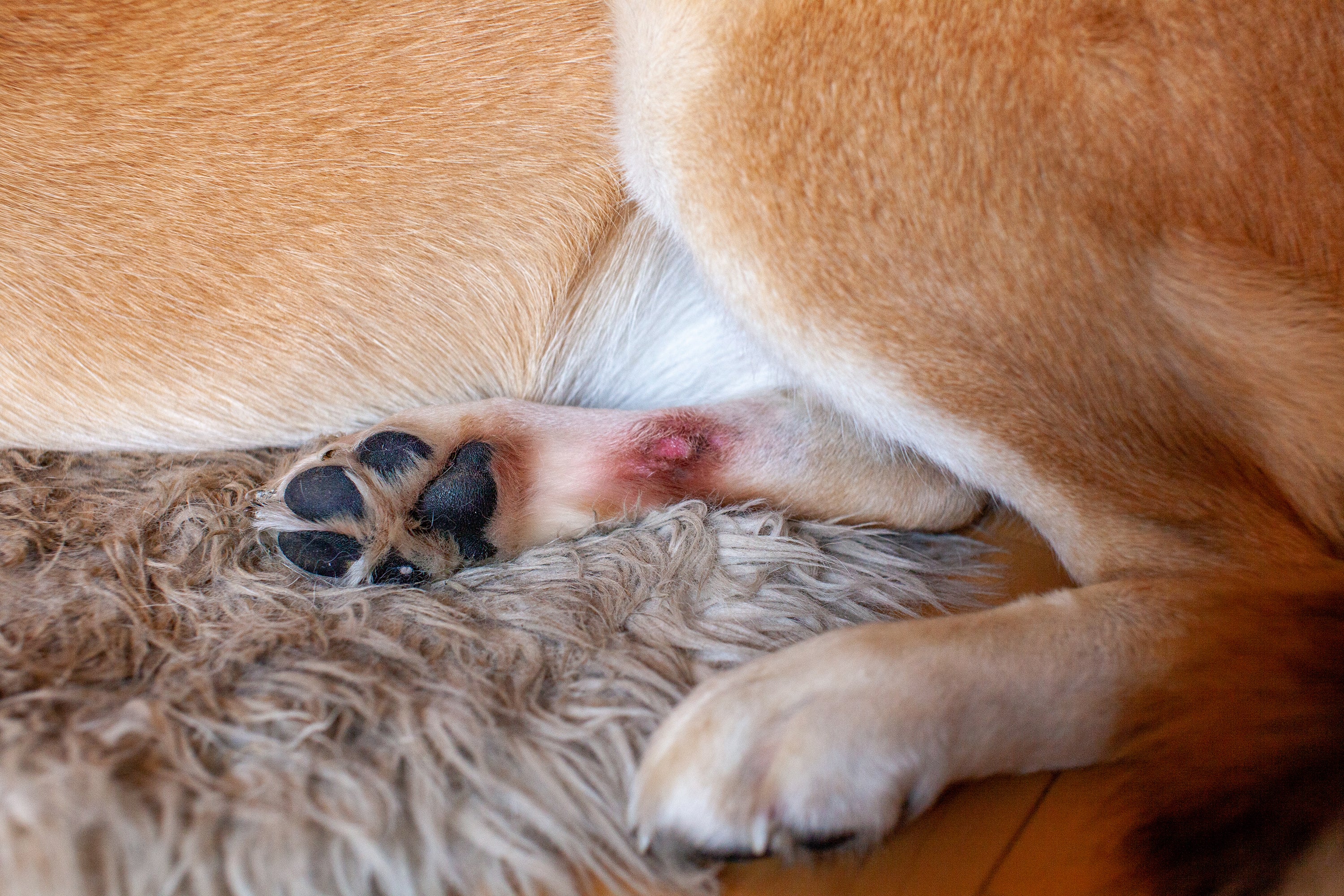 How Do I Know If My Dog Has Ringworm? Discover the Signs and Symptoms