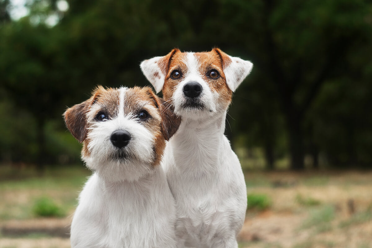 Verlichten De Kamer Floreren Are Jack Russell Terriers Hypoallergenic, and Do They Shed? – The Native Pet