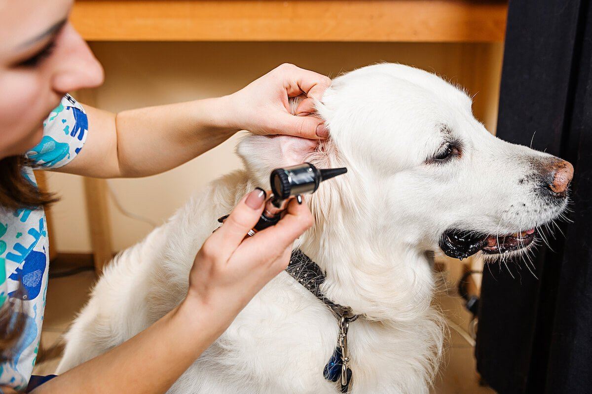 how long does it take to get rid of ear mites in dogs