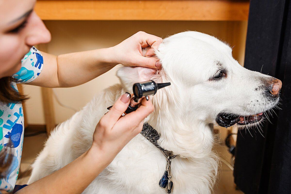 where do ear mites come from in dogs