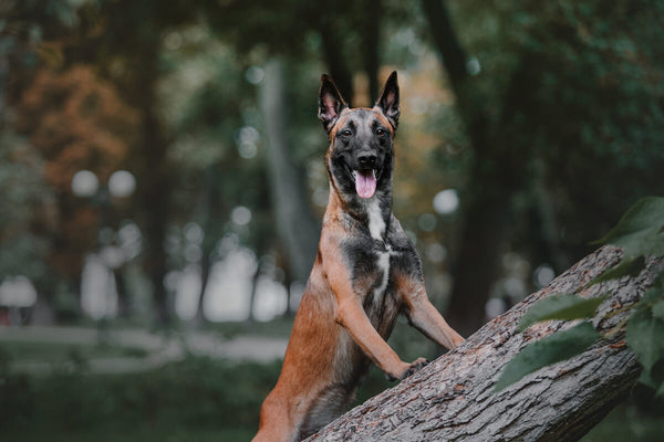 Belgian Malinois standing on a branch
