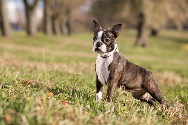 Boston Terrier life span: Boston Terrier at a park
