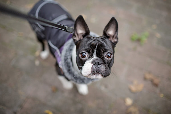 Boston Terrier looking at the camera