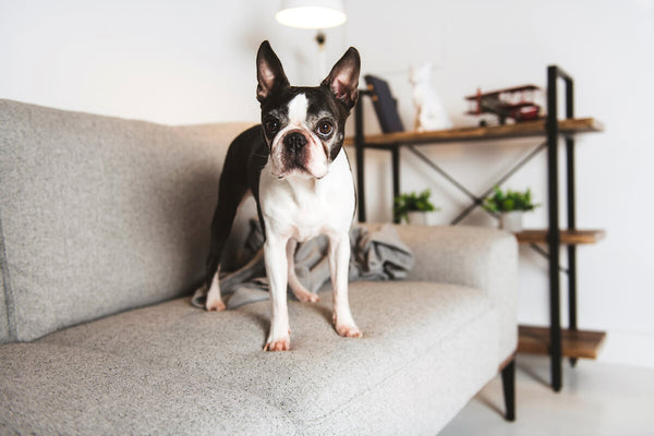 Boston Terrier standing on a couch