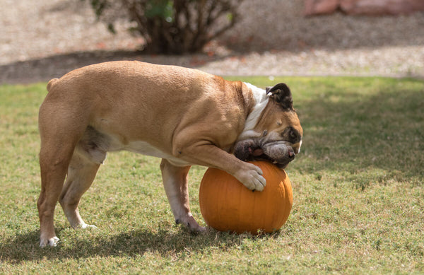 how much pumpkin can i give my puppy