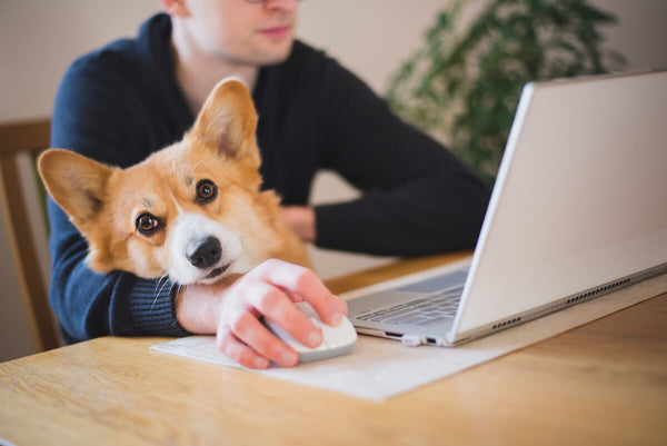 Corgi resting his head on his owner's arm