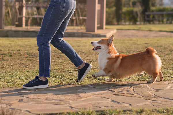 Corgi walking with her owner